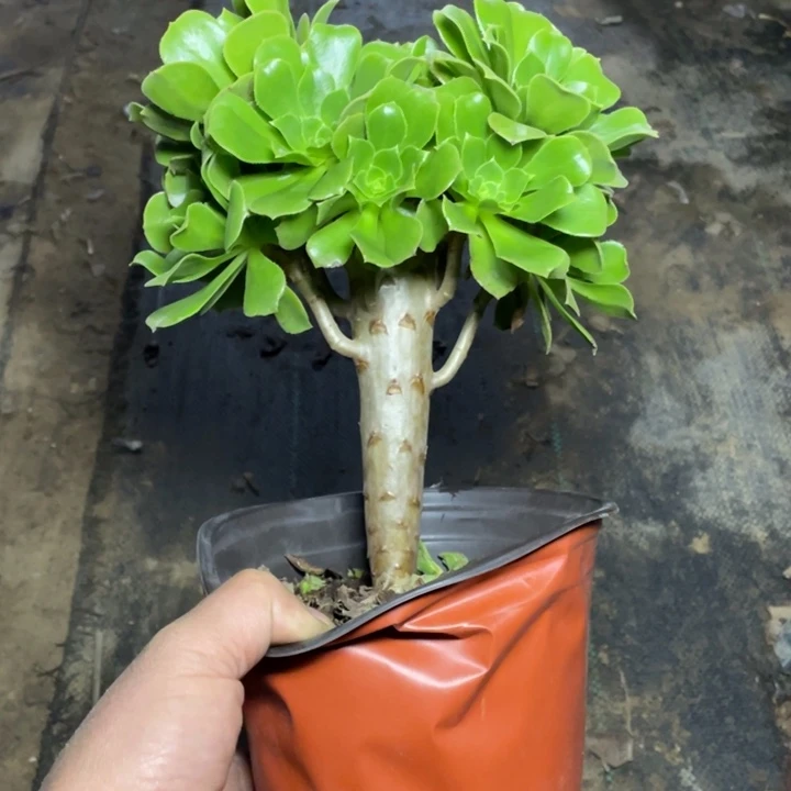 10绿羊绒缀多肉植物多肉