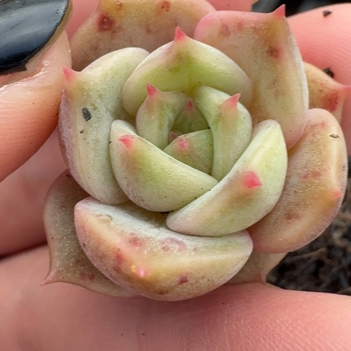 贝加尔湖覆轮一物一拍446