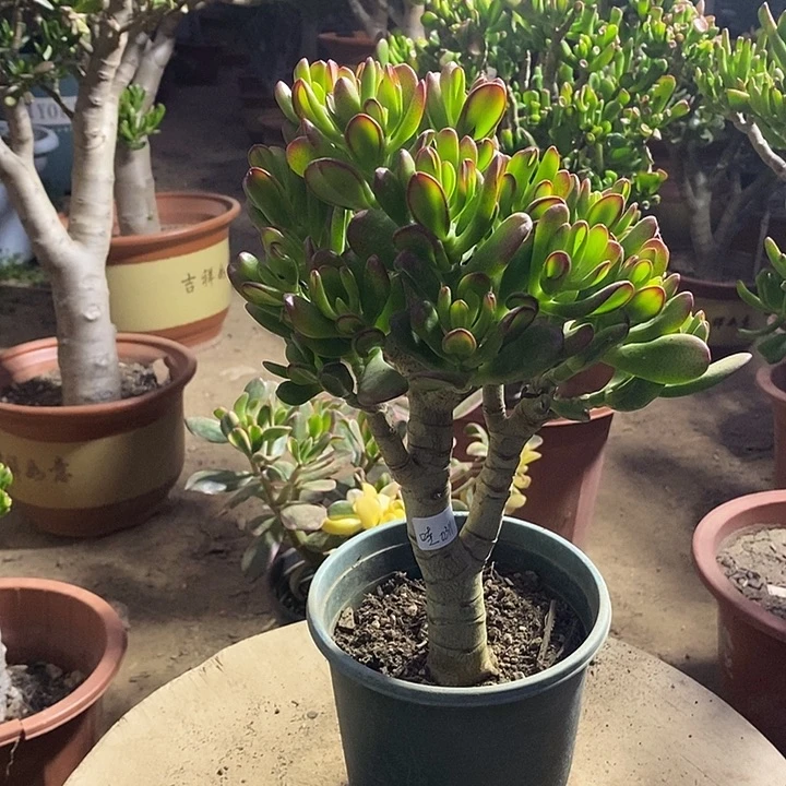 ˚****23招财猫一物一拍