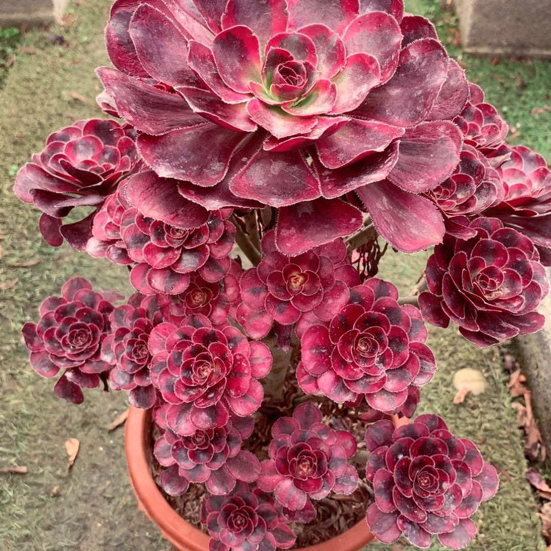 丽娜锦的，多肉植物