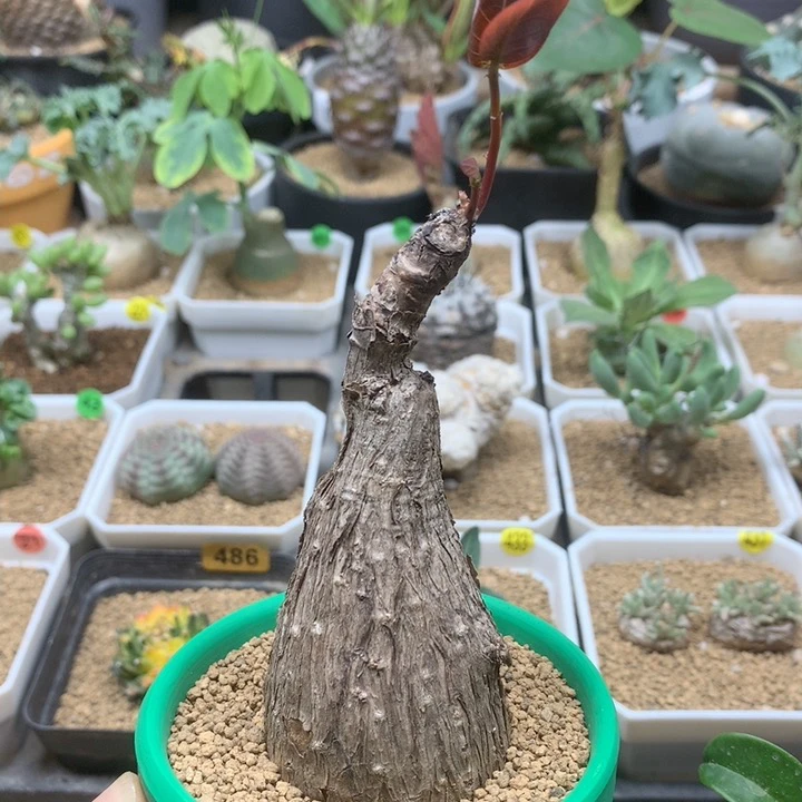 大奇异油柑带盆多肉