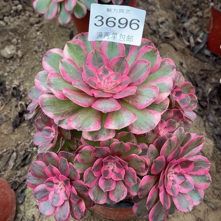 3696荔枝的人多肉的