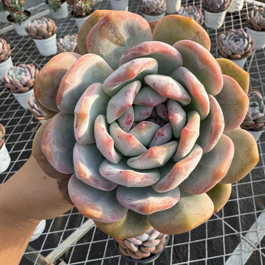 零花钱多肉  盆栽橙梦露 多肉植物