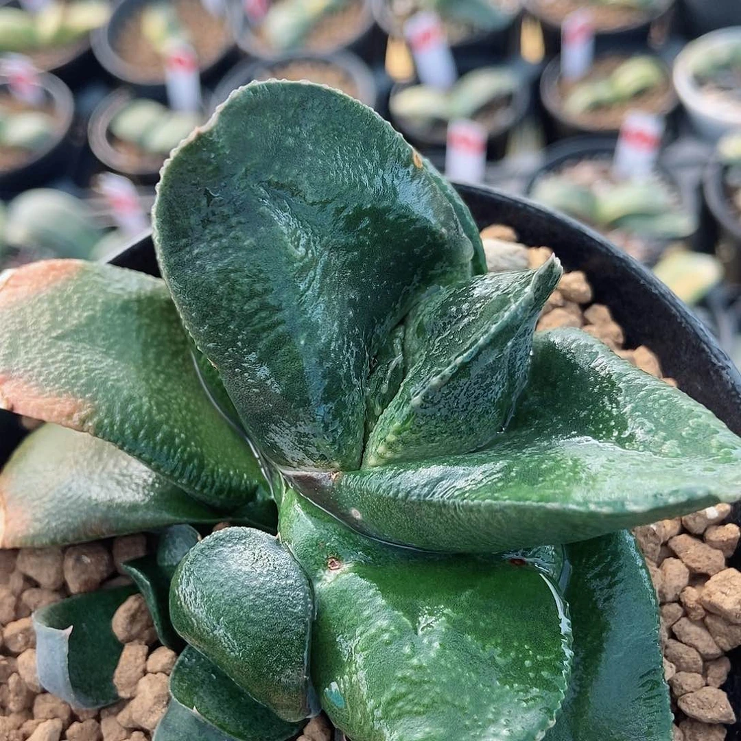 417卧牛实生转抄短叶带盆发货