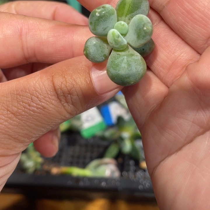 327号咖啡美人锦基因小苗啊