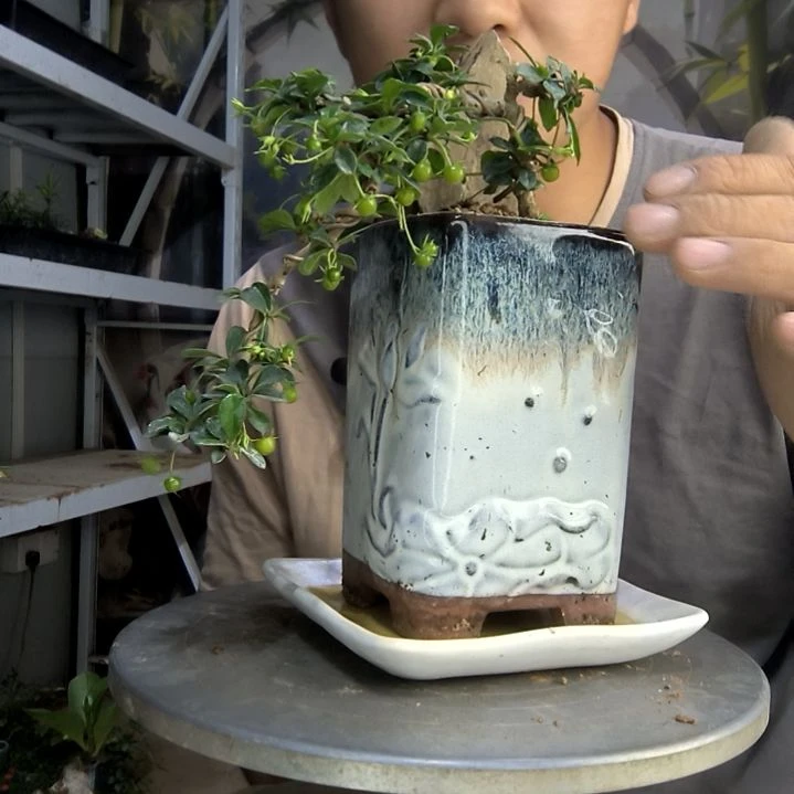 可**?中青园艺一物一拍201