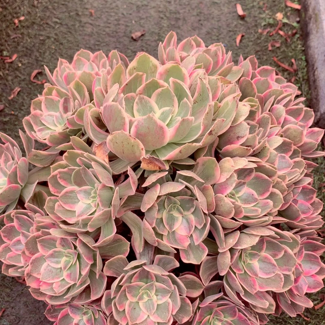 浣纱老桩，两颗包邮