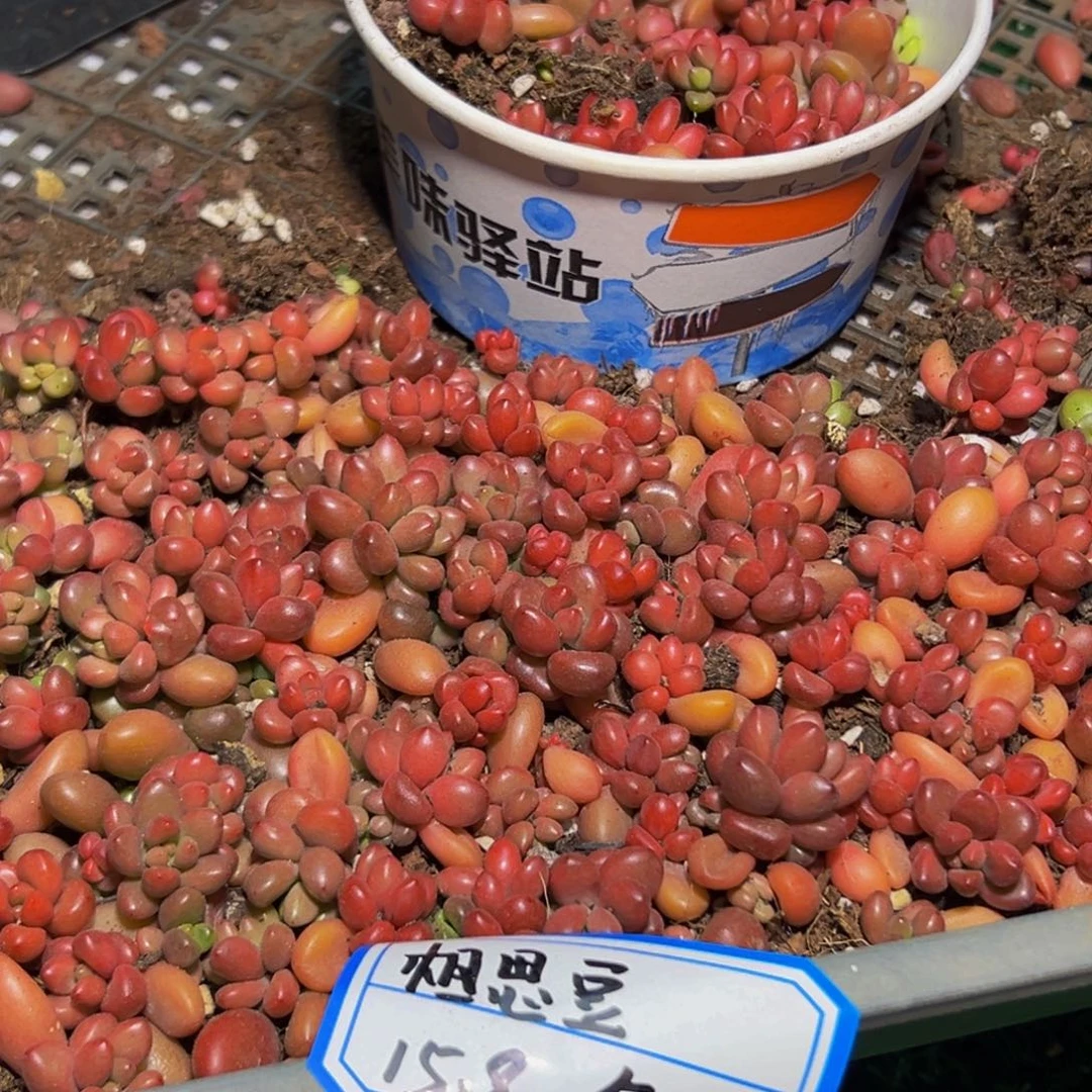 颗美人系列多肉植物