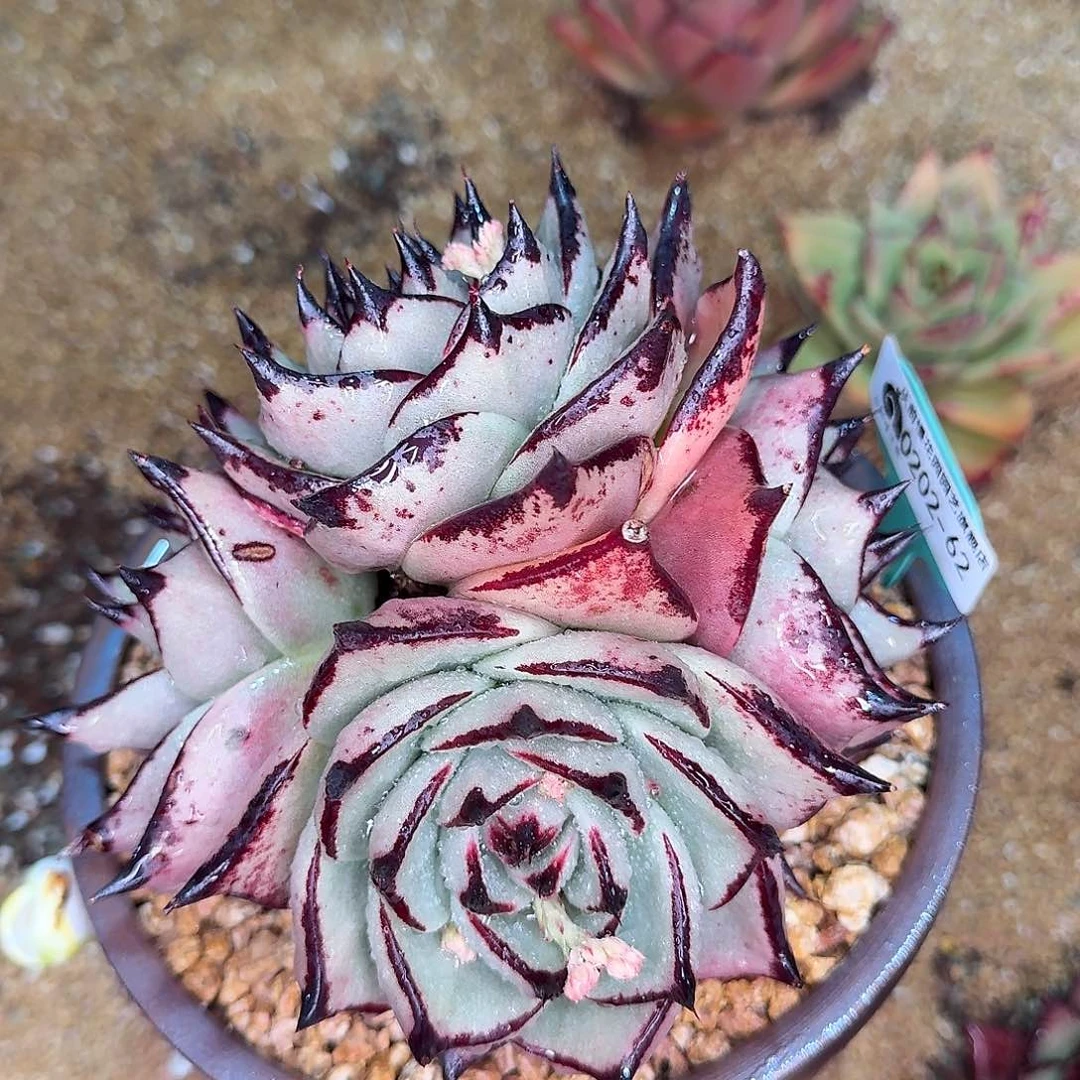 从前慢花园东云系多肉0202-62