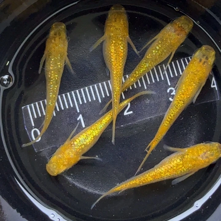 青鳉鱼阳光113号青鳉