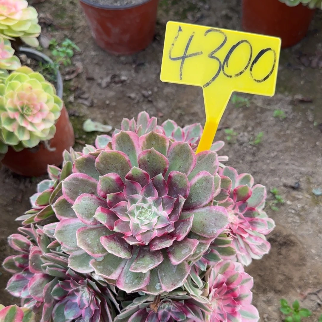 4300-孔雀翎多头多头