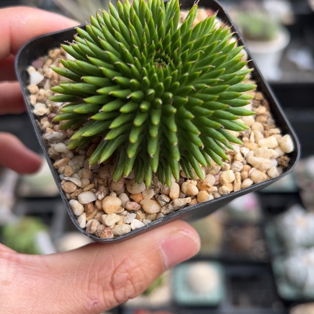 实生海胆大戟 脱土发货