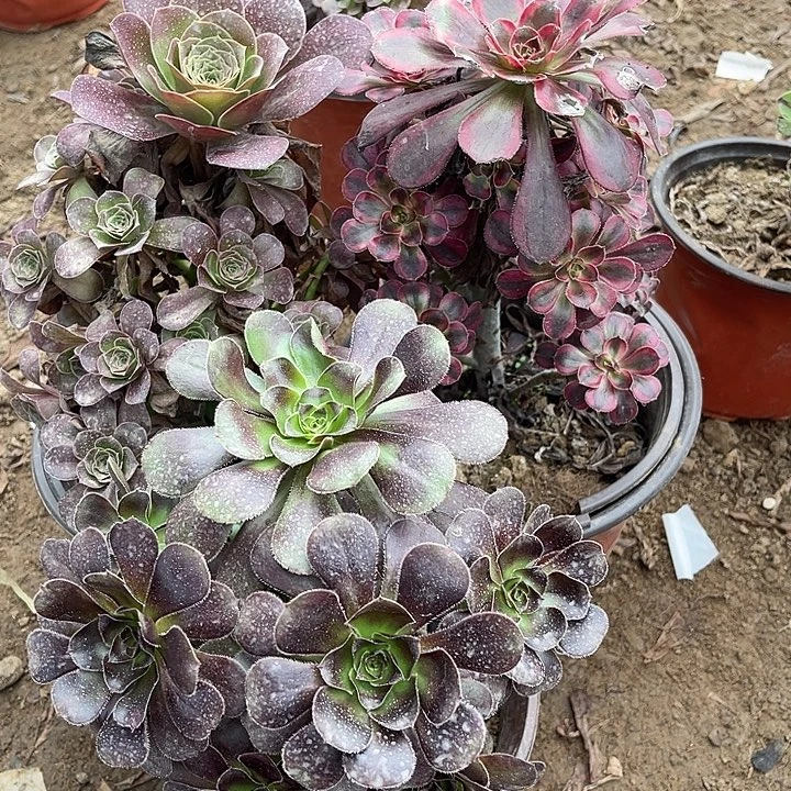 3棵玫瑰玫瑰玫瑰玫瑰