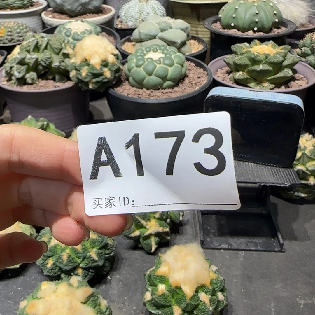 月***、实生仙人球特价一颗