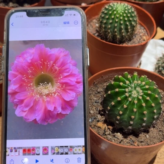 露露金刚15号5公分左右带根