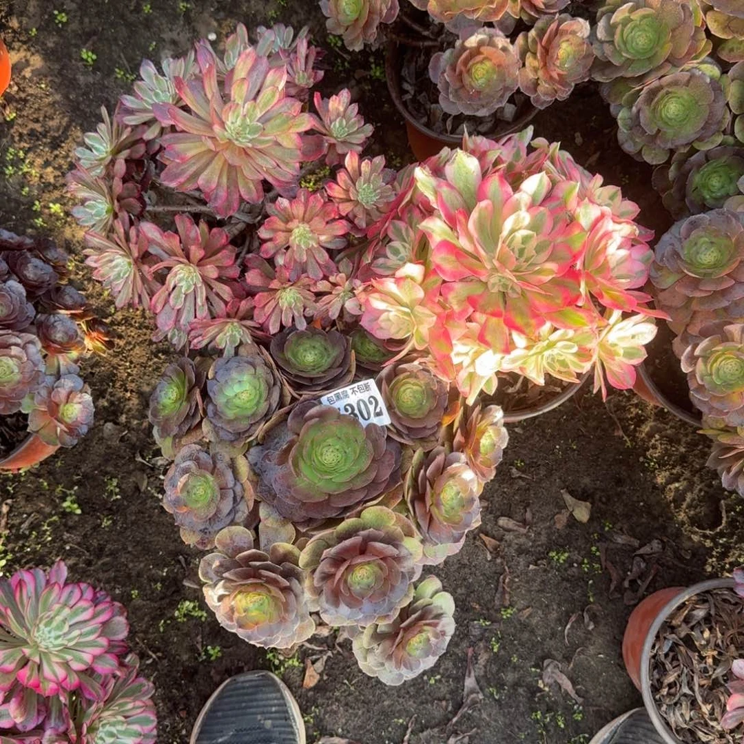 炽焰莲 粉女巫 紫霞5302 19-13