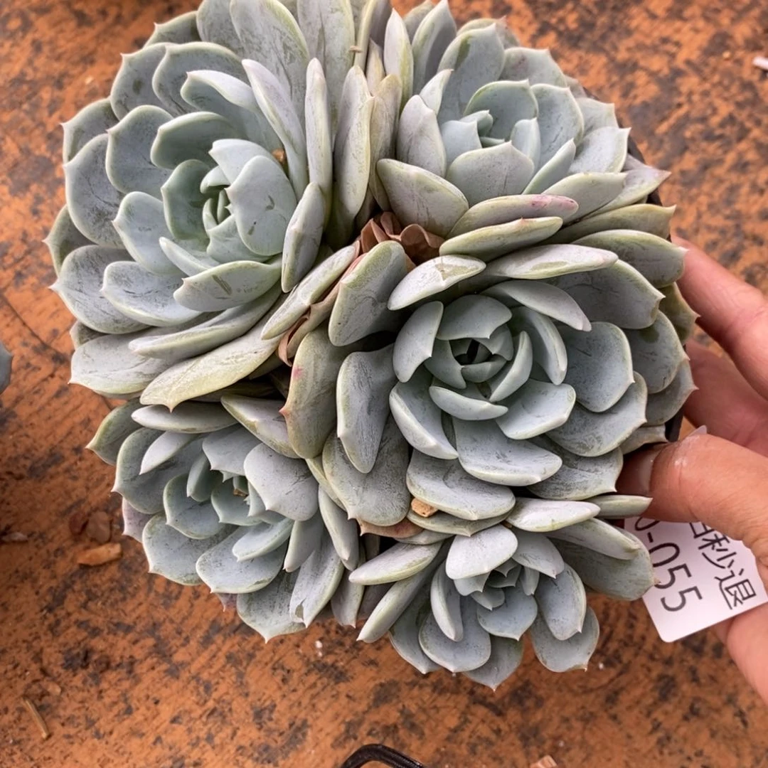 勿秒拍秒退 920-55劳林