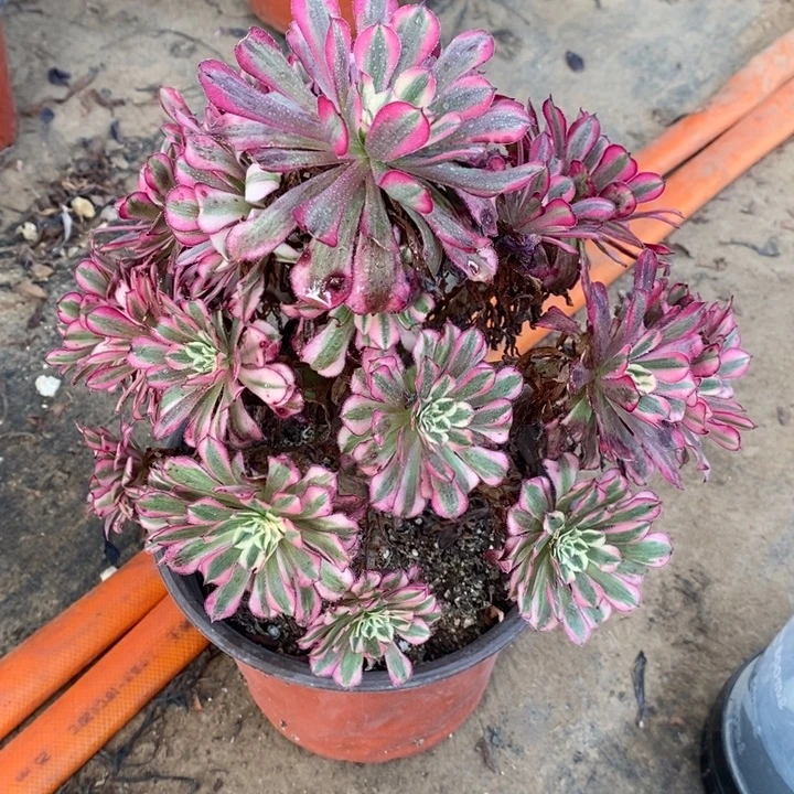 红桐超白2多肉法师法师