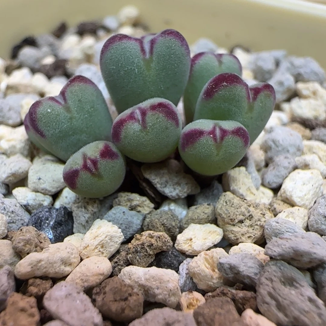 粗纹优选沙文利亚一群多肉植物