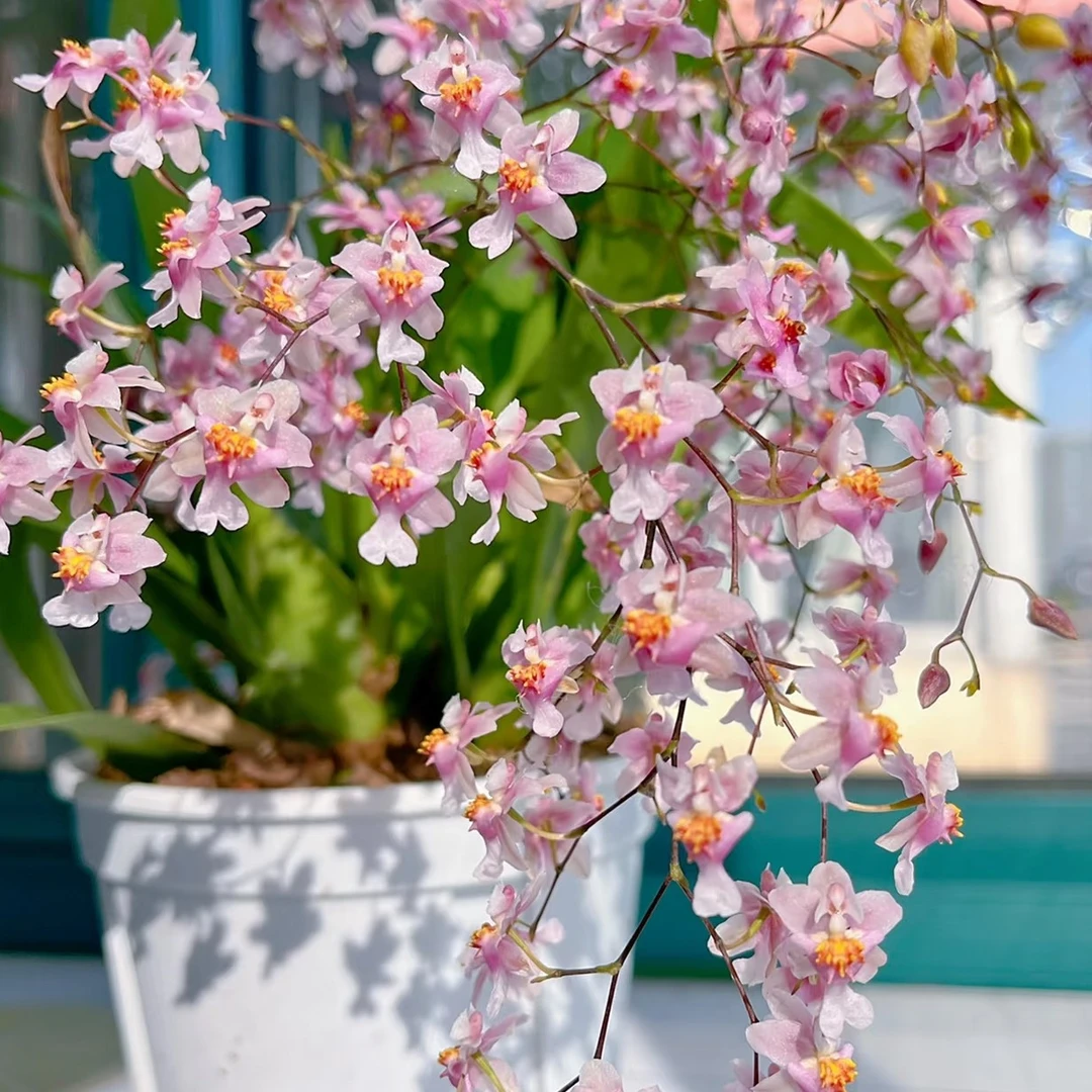 【光宗粉】梦香兰130大盆！七年苗，香味浓郁