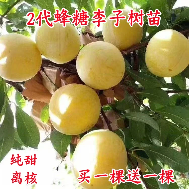 大果2代蜂糖李子树苗南方北方山坡丘陵平原均可种植当年结果树苗