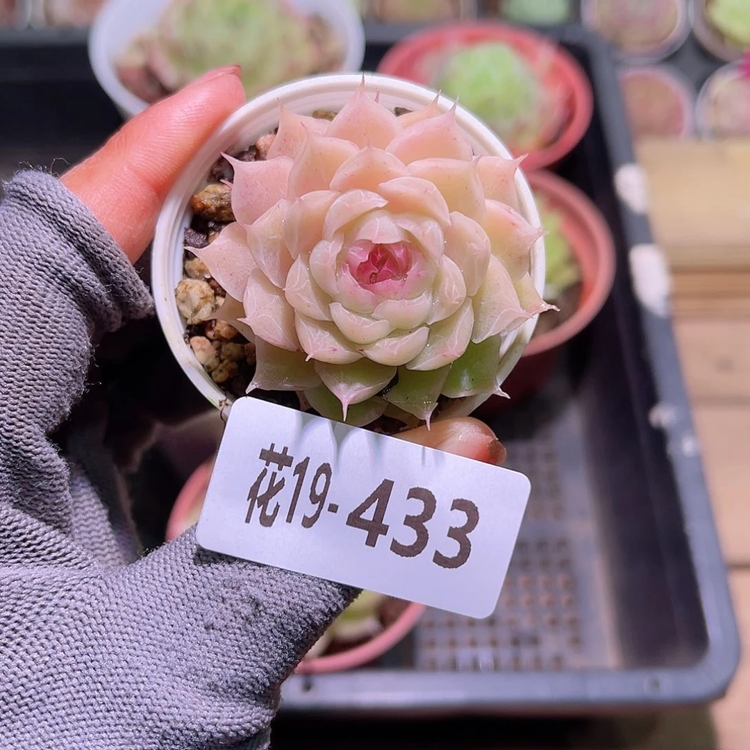 花19-433麦秆单头