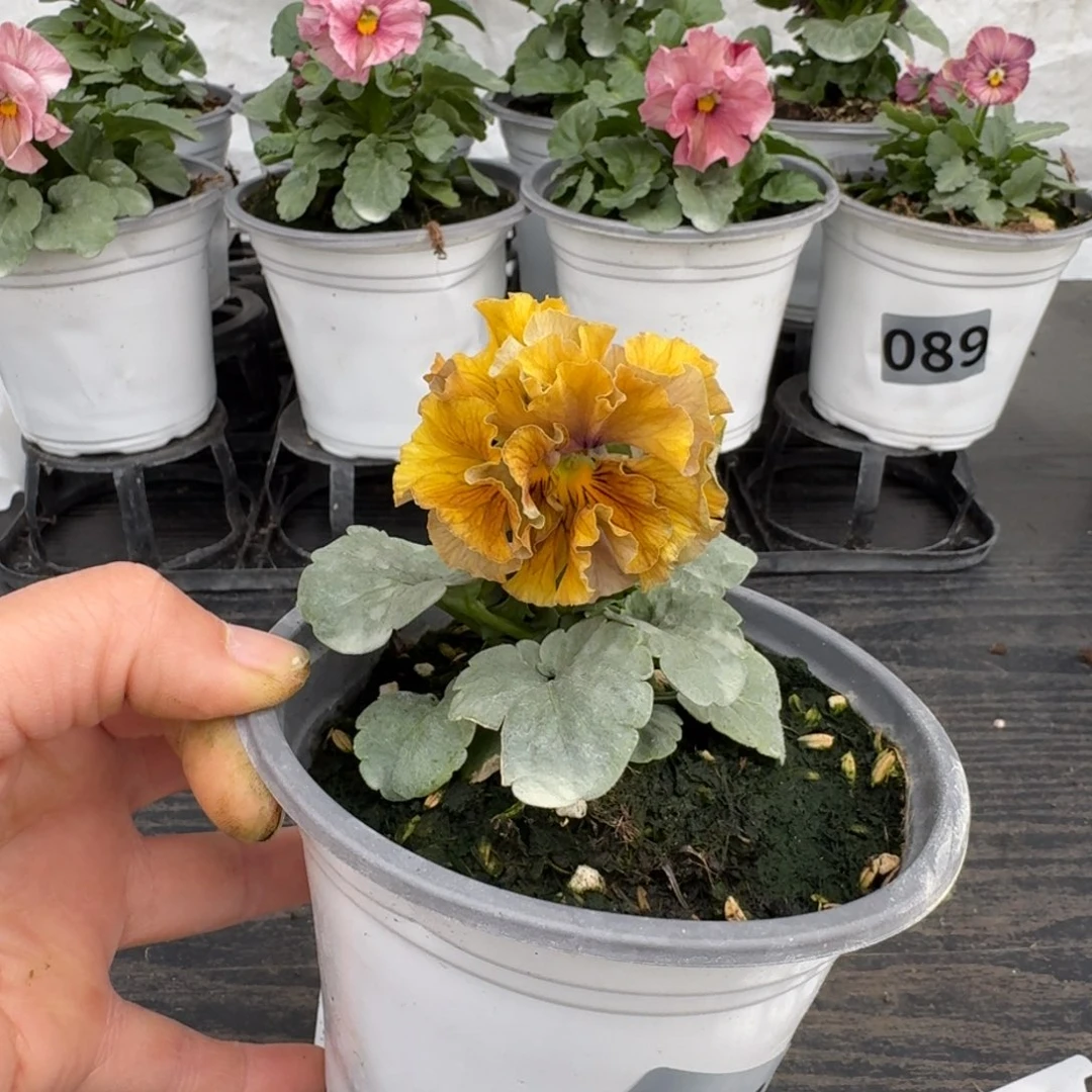 全部花朵781哈礼服