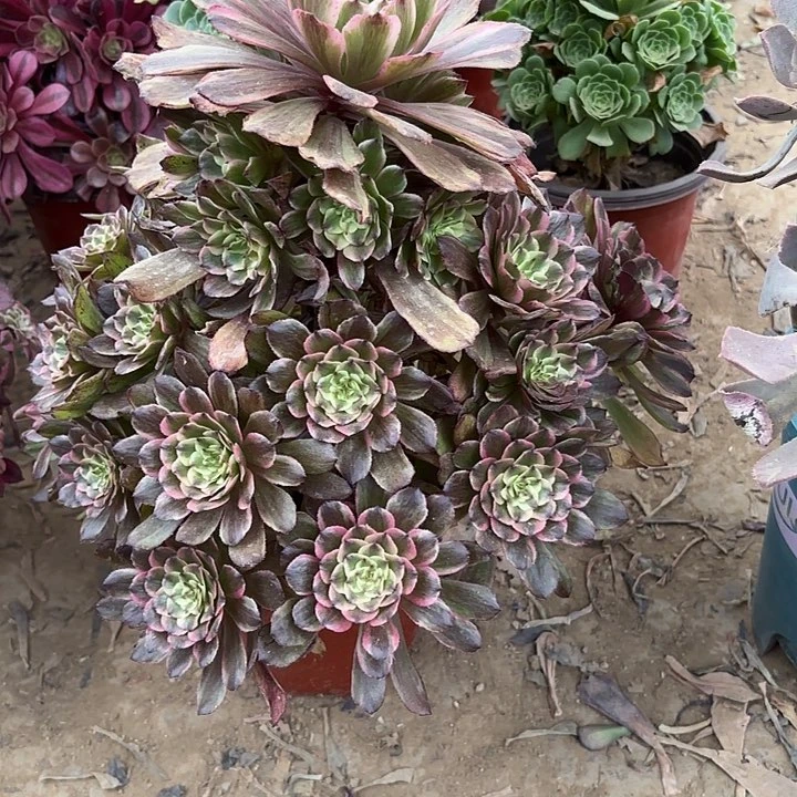 多肉植物奥黛丽30