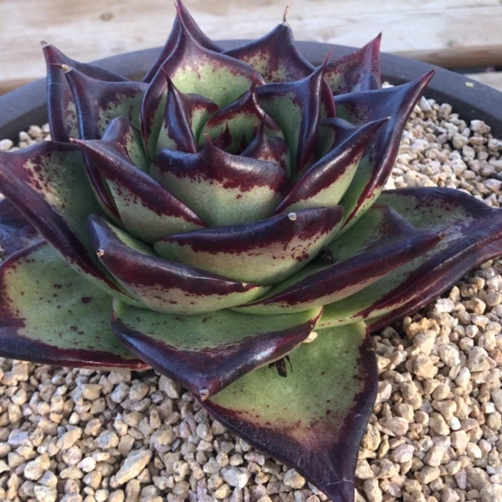 大脸宝莲灯00000000000019