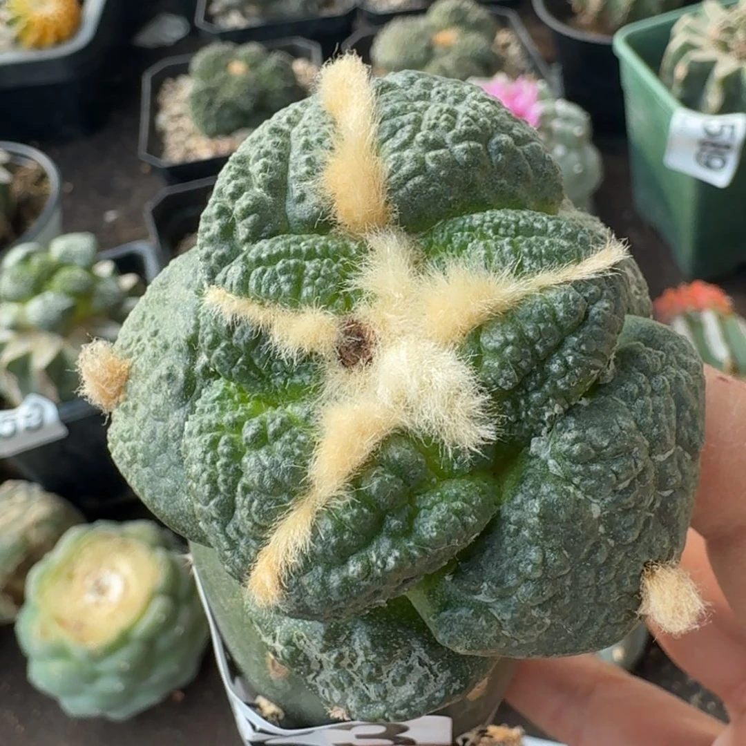 【闪购商品】超大尤连山723