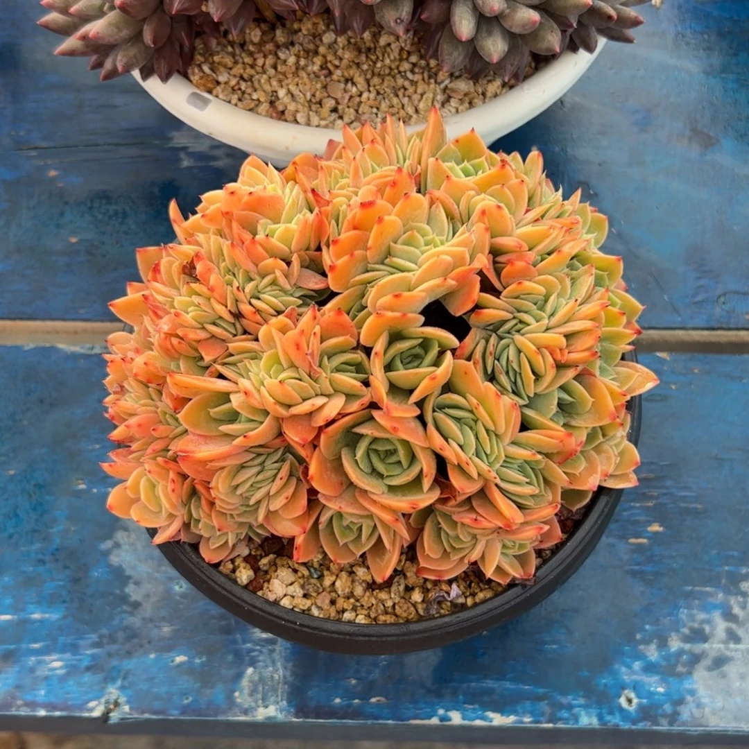 多明戈多多多肉植物