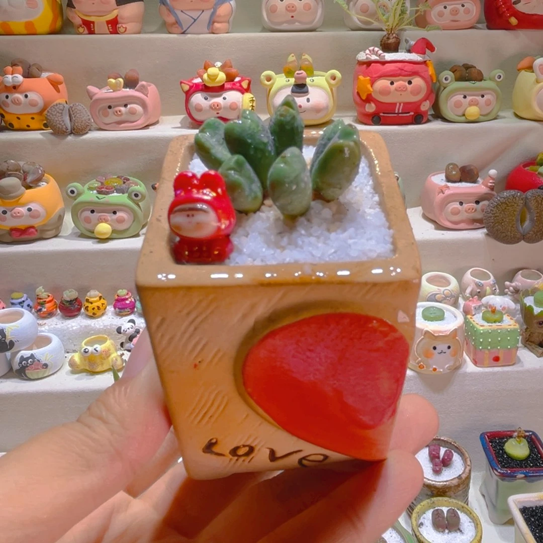 051高端多肉带盆带土