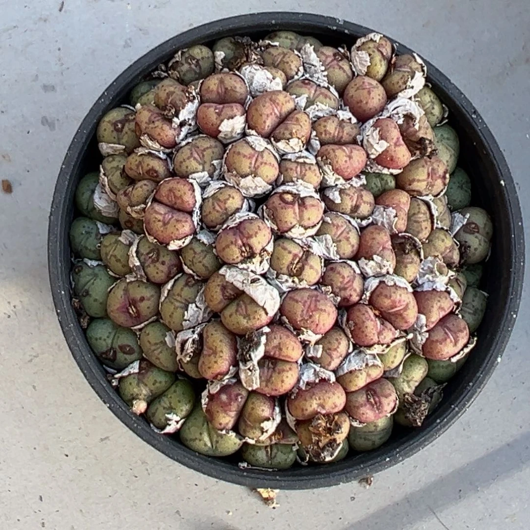 多肉植物111111111111