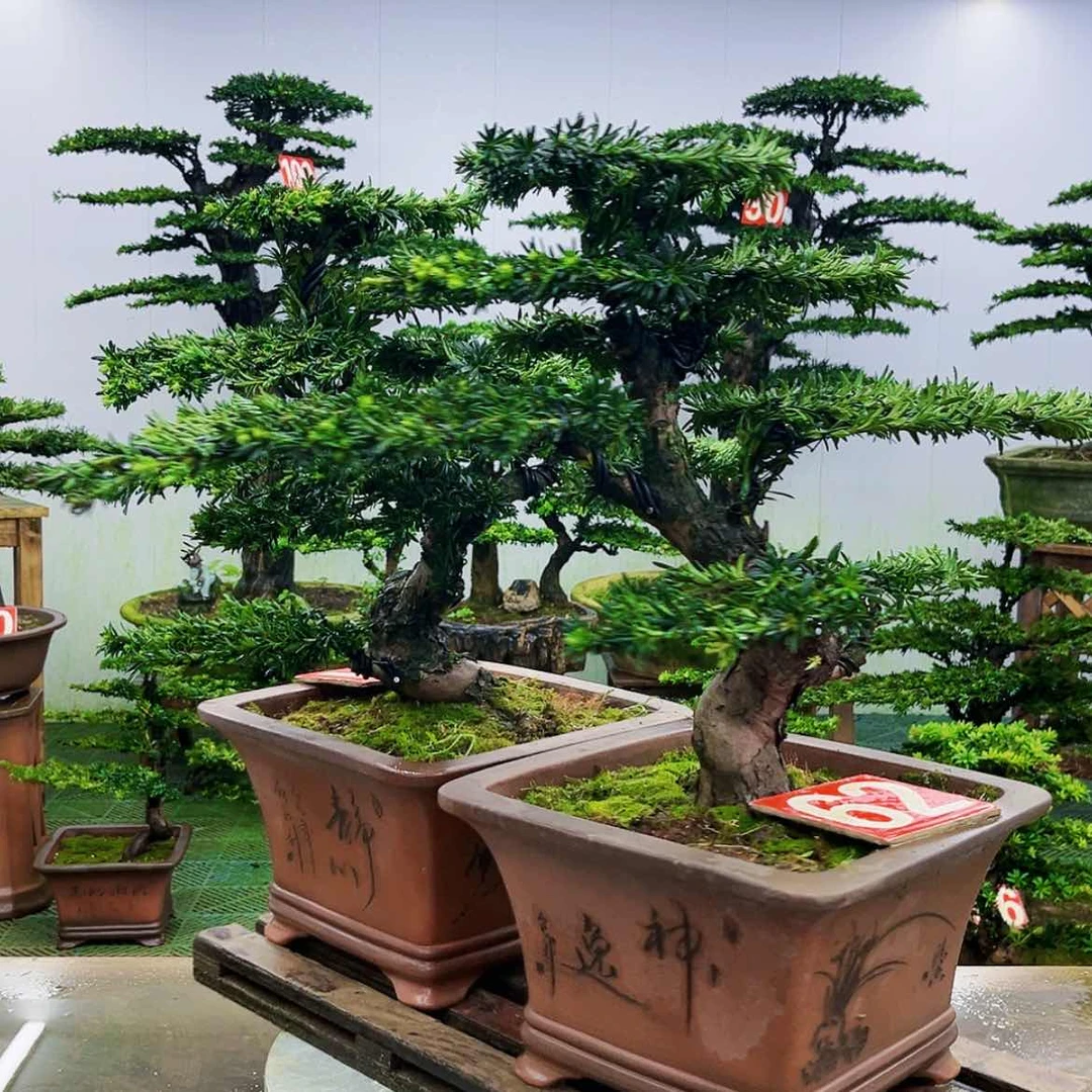 【闪购商品】无花朵罗汉松盆景作品欣赏