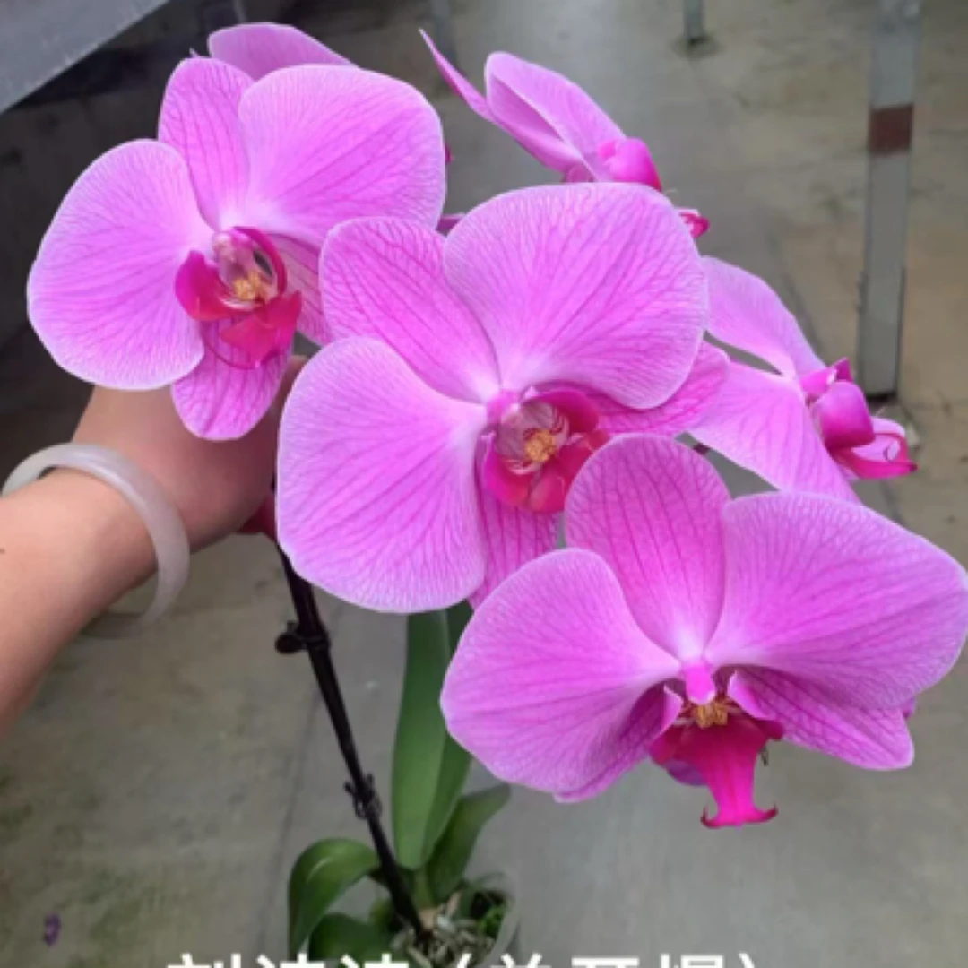 【只发新疆 新疆包邮】刘诗诗蝴蝶兰，单颗