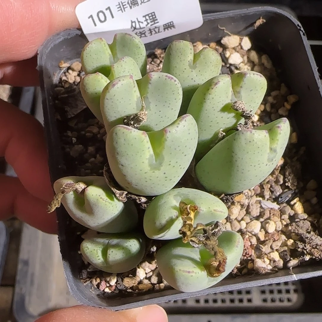 101号，清理，18包邮