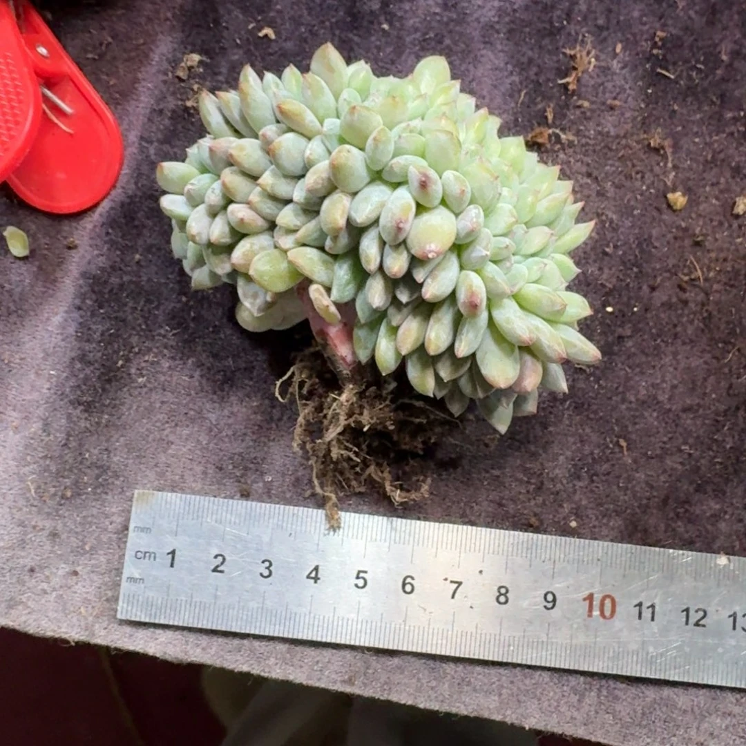 小***代星影缀化侧切一物一拍
