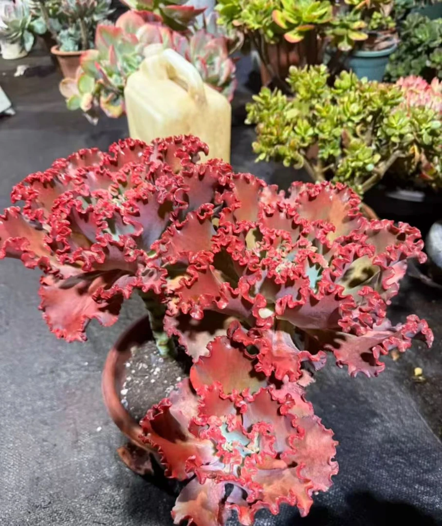 精品多肉   女王花笠