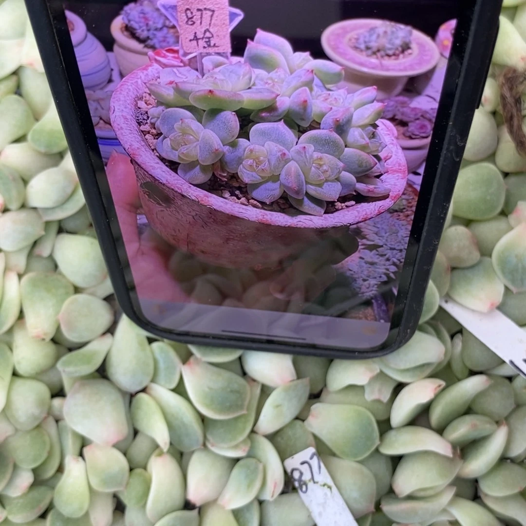 纯叶片甜心877叶片一个