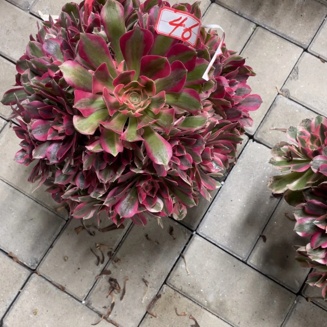 46号女郎法师多肉