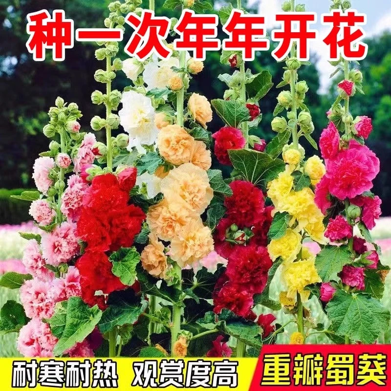 蜀葵种子大花重瓣蜀葵花种子多年生一丈红种子四季易种耐寒花卉籽
