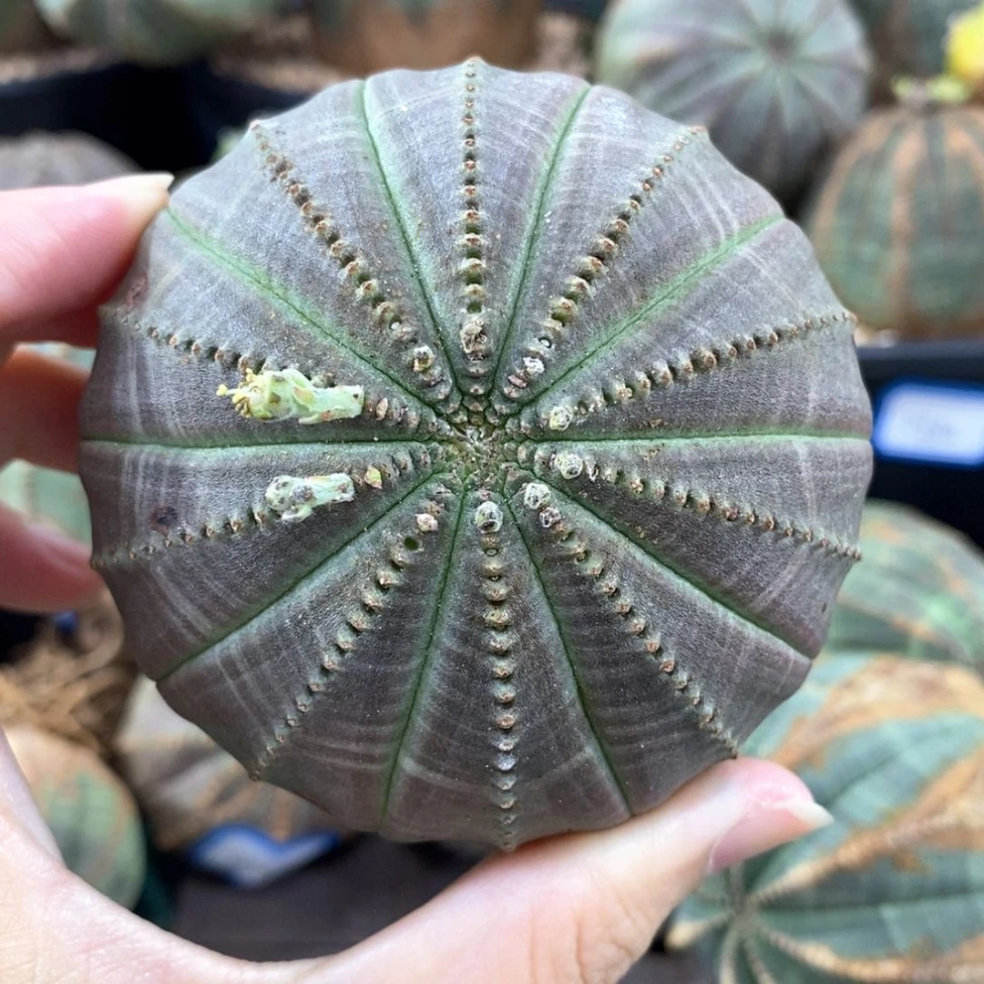 布纹球精品一物一拍