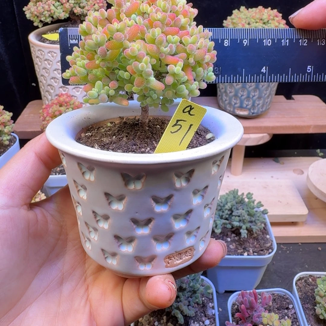 K****la51号蜜橘冠服6带盆发