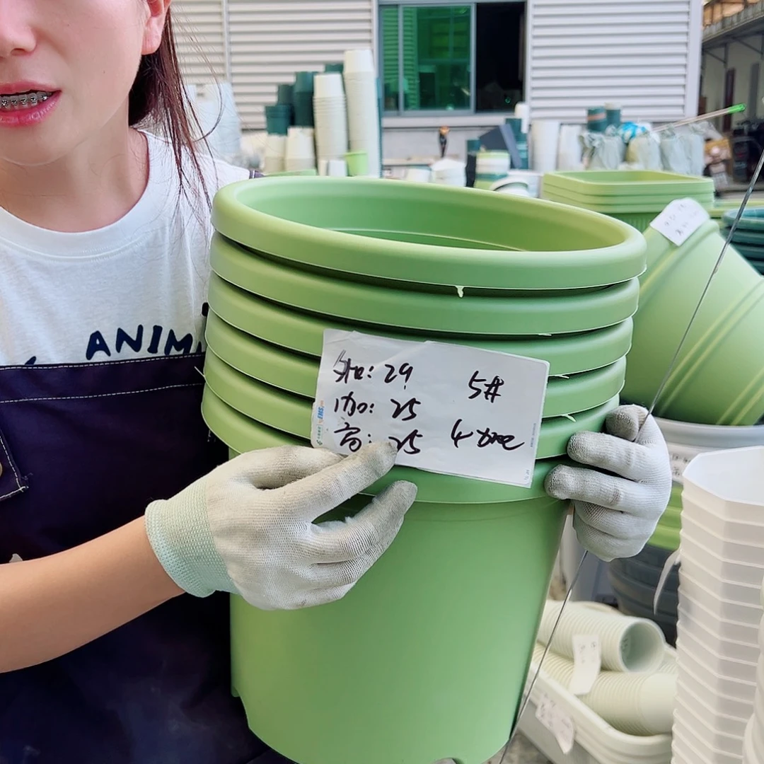 四季盆5#果绿6个无托