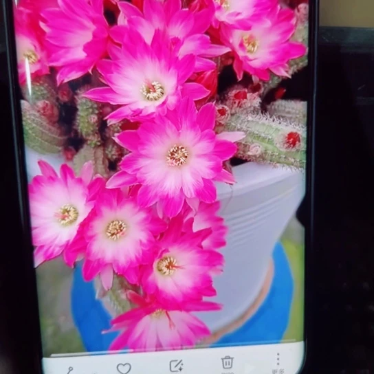 下50白檀特鲁迪歪3个无根小侧芽20包邮