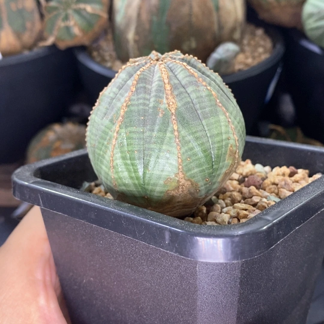 13 欧系实生布纹球多肉植物