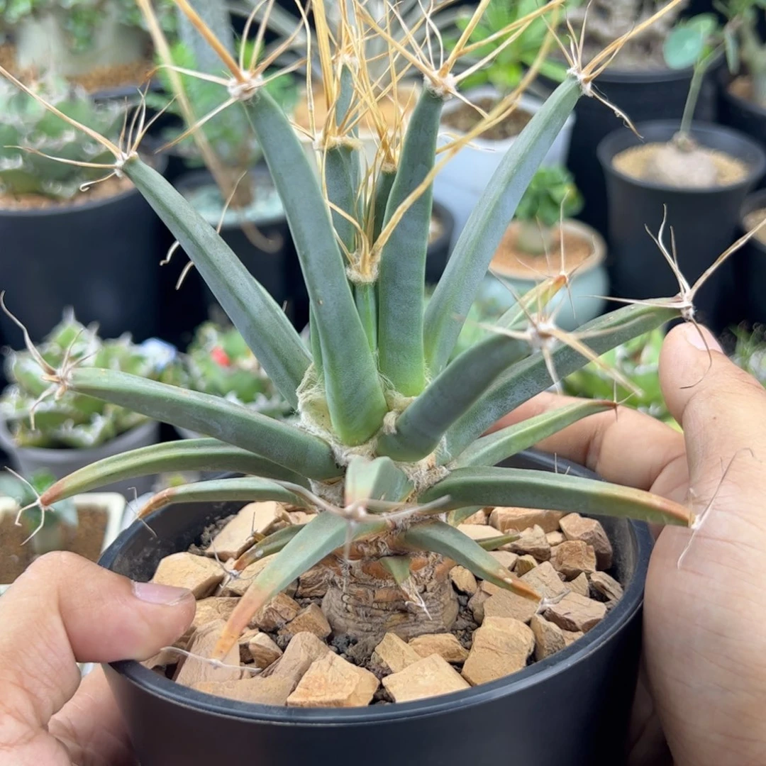 老光山一物一拍默认脱土发