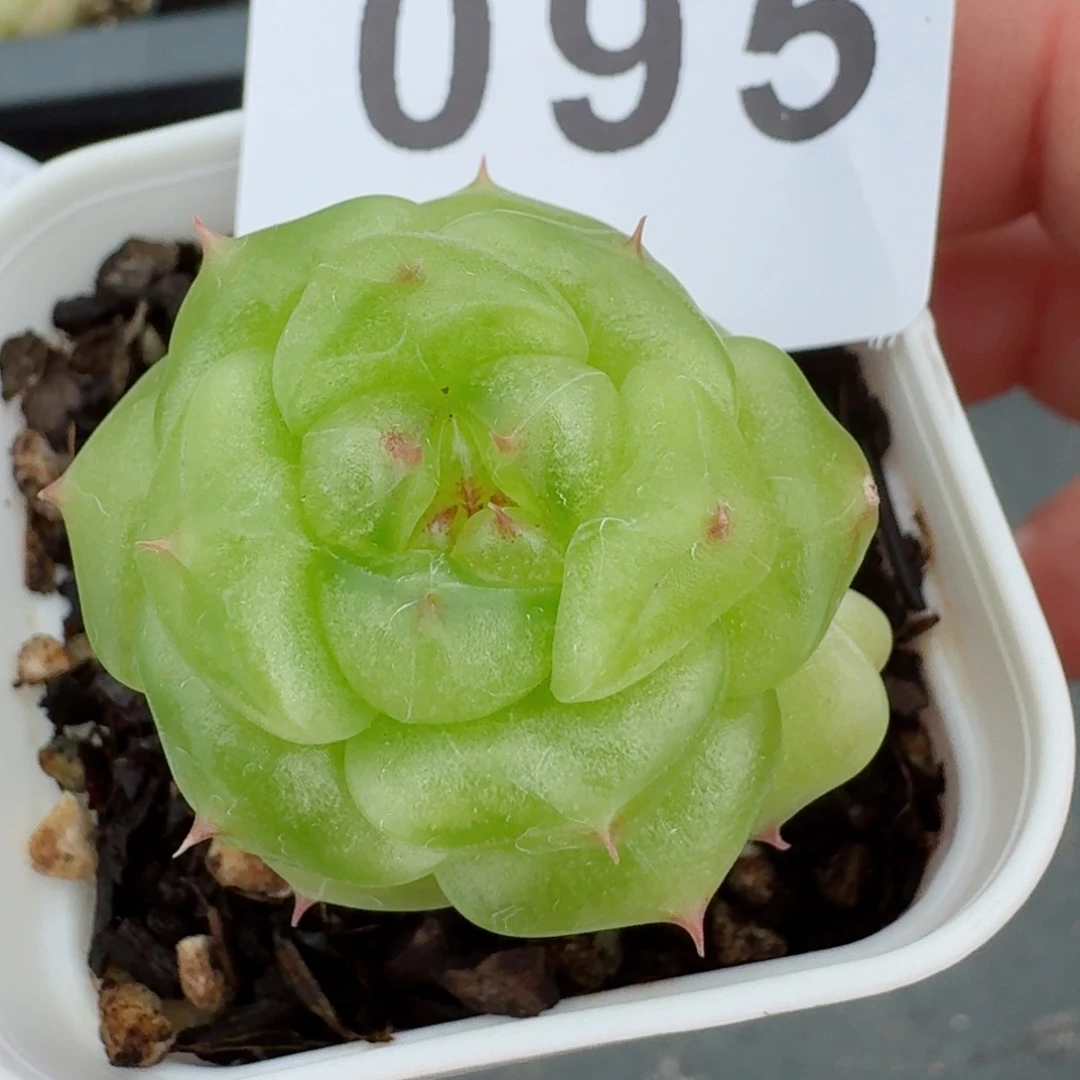 无双          开播福利捡漏
