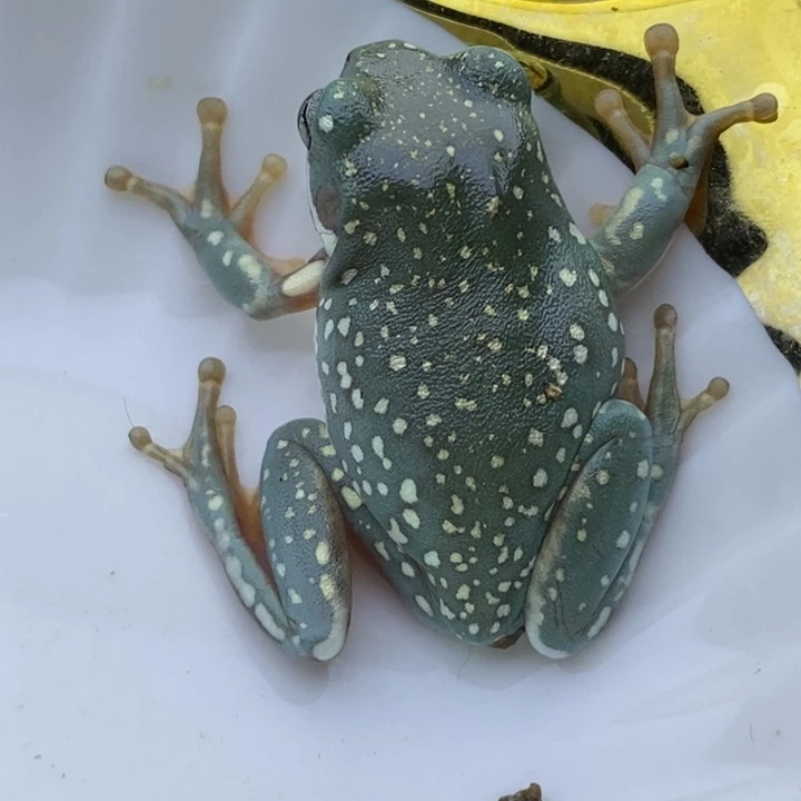 老爷树蛙24h蓝子代22号