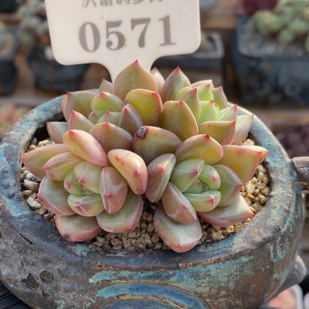 0571 香槟 8.5厘米 不带盆